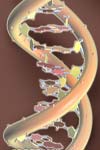 اثرات ضدیخ های مختلف بر میزان شکست DNA در جنین های خوک تولید شده به روش In vitro