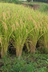 معرفی برنج رقم کوهرنگ