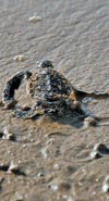 بررسی برخی صفات زیستی لاک پشت های دریایی در جزیره هرمز و هنگام