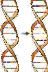 بررسی پلی مورفیسم ژنهای آپولیپوپروتیین های AI و CIII در بیماران مبتلا به گرفتگی عروق کرونر