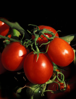 استفاده از پماک گوجه فرنگی در تغذیه طیور