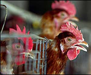 پاسخ به سئوالاتی درباره آنفلوانزای مرغی