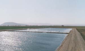 استراتژی مدیریت آب مزارع پرورشی به منظور پیشگیری از بیماری لکه سفید( WSSD )