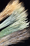 بررسی اثر مقادیر بذر بر عملکرد علوفه و دانه در دو نوع گندم مازندران