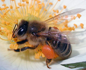 زنبور عسل و عسل