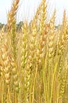 استفاده از شاخص تعادل خصوصیات محصول در برنامه‌های به نژادی گندم دیم برای مناطق سرد