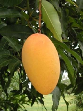 انبه Mango
