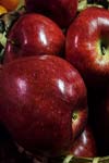 تحلیل اقتصادی تولید سیب در ارومیه