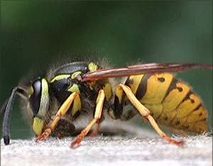 اختراع دستگاه جداکننده انگلهای خارجی بدن زنبور عسل بالغ