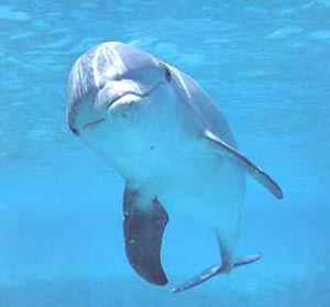 دلفینها و دلفین درمانی