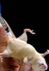 تاثیر رفع فشار بسیار زودرس در ضایعه کامل نخاعی موش