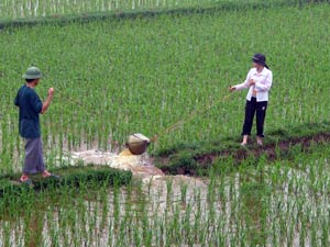 دستور العمل فنی آبیاری تناوبی برنج رقم محلی هاشمی