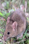بررسی مقایسه‌ای تطابق نسجی سیلر Roth ایرانی و خارجی و سیلر Apexit بر روی بافتهای زیرجلدی موش