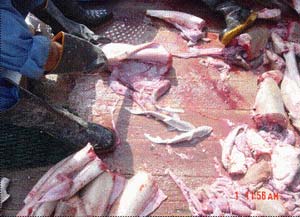 ضرورت های مدیریت صید کوسه ماهیان