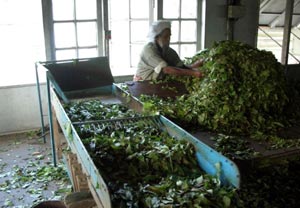 فرآیند طبیعی بازاریابی و توزیع چای ”هند“