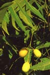 تاثیر عصاره الکلی میوه چریش (.Melia indica L) و زیتون تلخ (Melia azedarach L.) بر شاخص های باروری موش صحرایی
