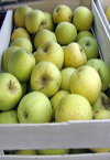 بررسی بازار صادراتی سیب ایران با تاکید بر اصل مزیت نسبی صادرات
