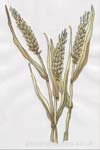 واکنش ژنوتیپ های امیدبخش گندم نان آبی نسبت به بیماری سیاهک پنهان معمولی گندم (Tilletia laevis)