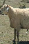 بررسی بازده بیولوژیک در گوسفند بختیاری