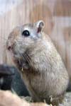 اثرات سولفات وانادیل بر روی هومئوستاز گلوکز در موش‌های صحرایی با دیابت وخیم