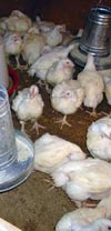 گزارش رخداد تومور دیس ژرمینومای تخمدان در یک مرغ مادر گوشتی