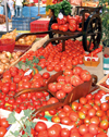 تحلیل اثرات قیمتی بر عرضه گوجه فرنگی در استان خراسان