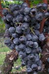 اثر کم آبیاری در آخر فصل بر ترکیبات میوه انگور رقم "مرلوت"
