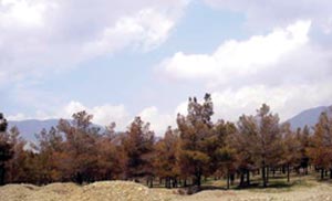 خاکشیریسم درختکاری در ایران