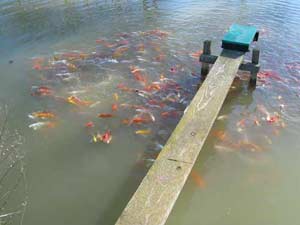 دستورالعمل­های عمومی در رویه پرورش ماهیان آبهای شیرین