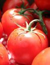 تعیین منافع حاصل از نوآوری بیولوژیکی در صنعت گوجه فرنگی استان خراسان