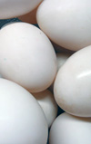 تولید جهانی تخم مرغ در حال افزایش است