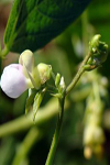 دوره بحرانی مهار علف های هرز لوبیا چیتی (.Phaseolus vulgaris L) در لردگان