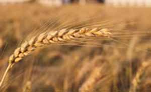 پایداری افزایش تولید گندم در سایه خشکسالی!