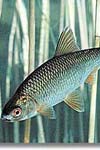 گزارش چند مورد آلودگی ماهی سفید رودخانه ای (Rutilus rutilus) به انگل Ligula intestinalis در سد ارس