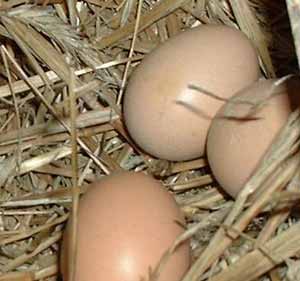 چگونه تخم مرغ های بستری را کاهش دهیم؟