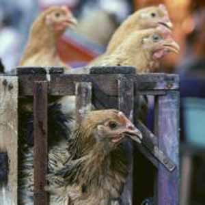 عـوامل محرک مصرف مواد مغذی خاص در پرندگان