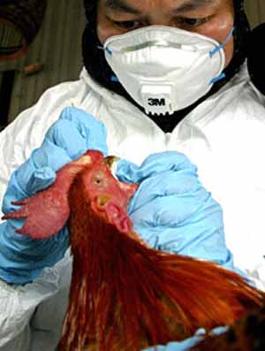 بررسی خطرات بروز و شیوع آنفلوآنزای پرندگان