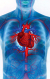 شیوع عوامل خطر ساز قلبی- عروقی در مردان با ویژگی دور کمر و تری گلیسرید بالا
