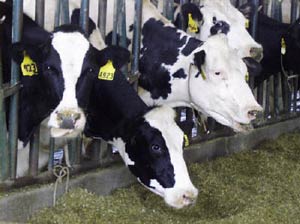 اثرات کمبود مواد مغذی و تغذیه نامناسب روی عملکرد تولیدمثلی در گاوهای شیرده