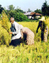 معرفی رقم جدید برنج با عملکرد بالا و کیفیت پخت مطلوب، درفک