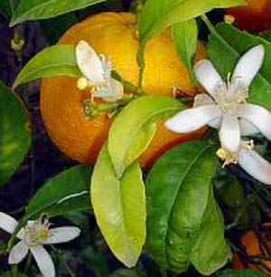 کلیات گیاه شناسی پرتقال