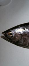 برخی از خصوصیات پویایی جمعیت ماهی زرده (Euthynnus affinis) در آبهای محدوده استان هرمزگان (خلیج فارس و دریای عمان)