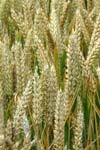 الگوی توزیع مواد فتوسنتزی و پر شدن دانه در ارقام اصلاح شده گندم نان در شرایط تنش و عدم تنش خشکی