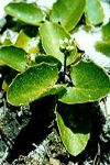 بررسی گیاه دارویی آب‌ بشقابی (.Centella asiatica (L.) Urban)