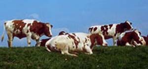 کاربرد نمره وضعیت بدن در مدیریت گله های گاو شیری