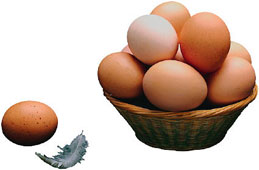 تخم مرغ؛ غنی ترین منبع پروتئین