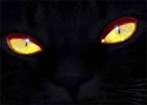 گربهٔ سیاه