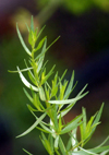 بررسی تغییرات کمی و کیفی اسانس گیاهان آویشن (.Thymus vulgaris L) و ترخون (.Artemisia racunculus L) در اندام‌های خشک و تر گیاه
