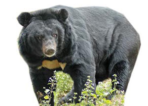 خرس سیاه در حال انقراض