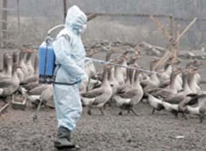 گسترش‌ انتشار نوع‌ کشنده‌ آنفلوآنزای‌ مرغی‌